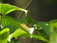 Herona marathus