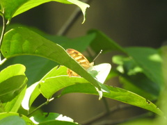 Herona marathus