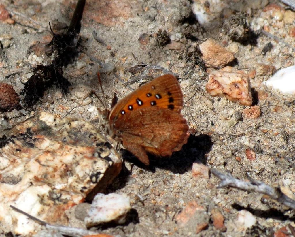 Aloeides almeida
