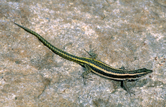 Scelarcis perspicillata pellegrini