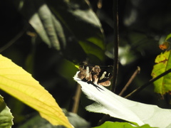 Notocrypta curvifascia