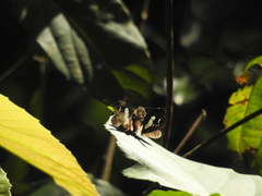 Notocrypta curvifascia