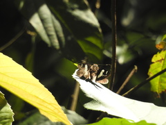 Notocrypta curvifascia