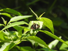 Notocrypta curvifascia