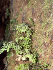 Hymenophyllum multifidum