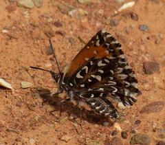 Trimenia macmasteri macmasteri