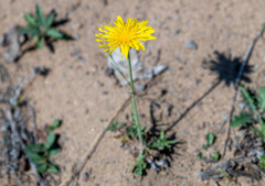 Crepis crocea
