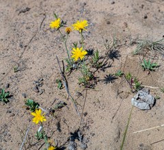 Crepis crocea