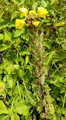 Pedicularis hoffmeisteri