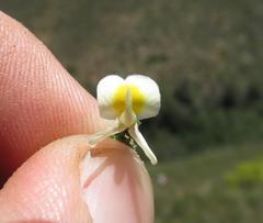Aspalathus granulata