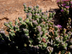 Ruschia approximata