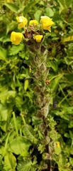 Pedicularis hoffmeisteri