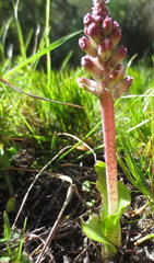 Lachenalia variegata