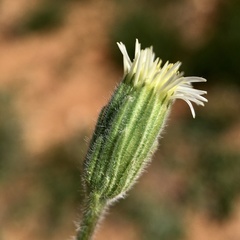 Vittadinia cuneata