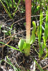 Lachenalia variegata