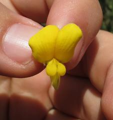 Aspalathus hirta hirta