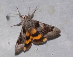 Catocala badia coelebs