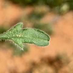 Vittadinia cuneata