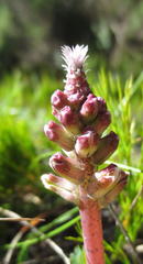 Lachenalia variegata