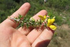 Aspalathus hirta hirta