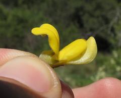 Aspalathus hirta hirta