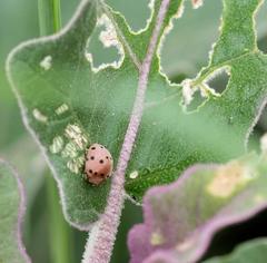 Solanophila paykullii