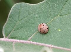 Solanophila paykullii