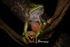 Lovely Leaf Frog photo 2