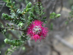 Melaleuca leptospermoides