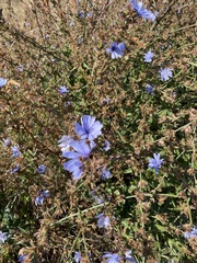 Cichorium intybus