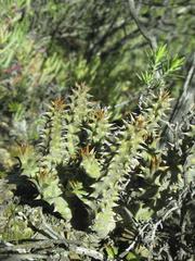 Quaqua mammillaris