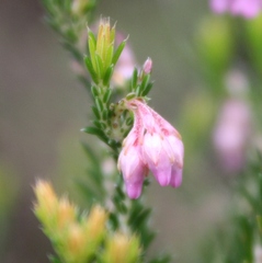 Erica acuta acuta