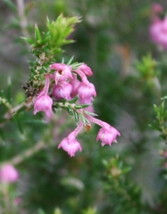 Erica acuta acuta