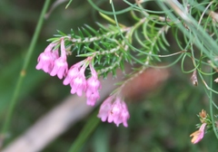 Erica acuta acuta