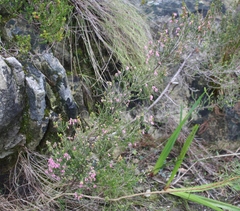 Erica acuta acuta