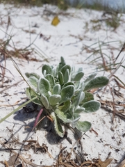 Chrysopsis gossypina