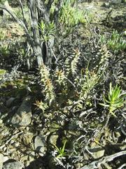 Quaqua mammillaris
