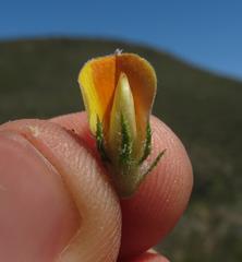 Aspalathus asparagoides asparagoides