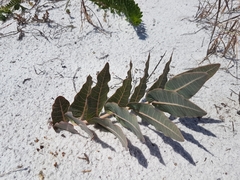 Asclepias humistrata image