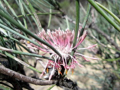 Isopogon divergens