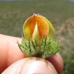 Aspalathus asparagoides asparagoides