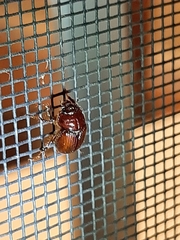 Odonteus