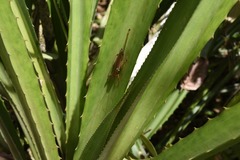 Ischnomela pulchripennis