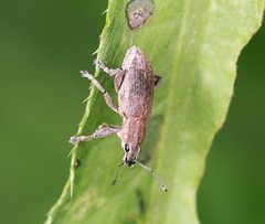 Tanymecus