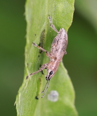 Tanymecus