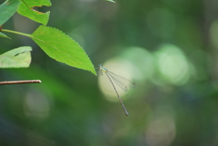 Caconeura