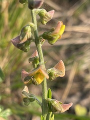 Crotalaria mocubensis