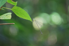 Caconeura
