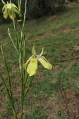 Moraea bipartita