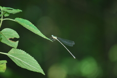 Caconeura